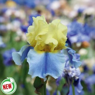 Easter Candy Iris Thumbnail
